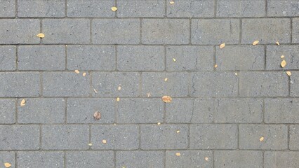 Gray concrete tile floor. The road surface is dark grey with fallen leaves and flowers. Sidewalk, footpath, walkway, surface material. Texture and background images.