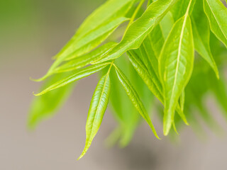 Bright green Leaves of the Amur velvet, or Amur cork tree, lat. Phellodendron amurense