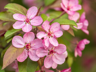 Fresh pink flowers of a blossoming apple tree with blured background