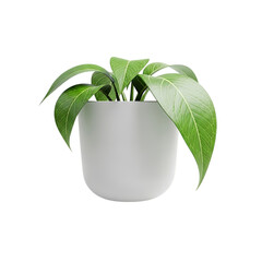Beautiful green plant in white pot