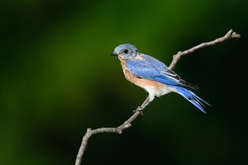 Obraz premium Vibrant Eastern Bluebird Perched on a Branch Against a Soft Green Background