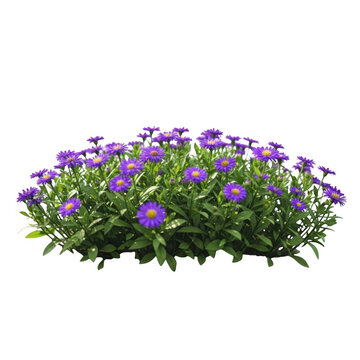 Bush of purple aster flowers isolated on transparent background