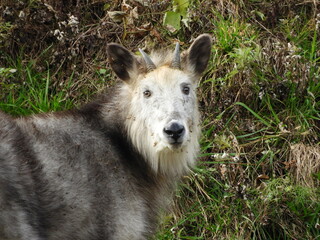 ニホンカモシカ