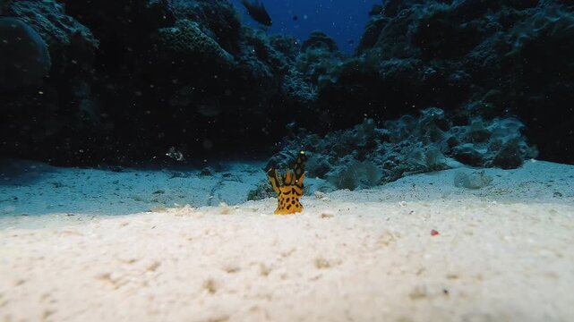 Underwater footage of a Pikachu nudibranch resting on sandy seabed in Mauritius, featuring the iconic yellow sea slug known for its unique shape and vibrant appearance.