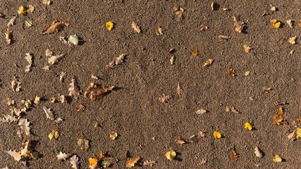 A textured sandy surface scattered with autumn leaves in various colors