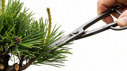 Close-up of Hands Using Traditional Shears to Prune a Pine Bonsai Tree