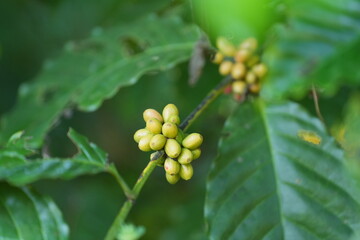 Fototapeta premium Colorful coffee cherries ripen along slender branches amid green leaves, showing natural growth stages and the beauty of coffee plants in a lush environment