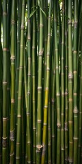 Fototapeta premium Bamboo stalks creating a linear zen pattern, representing growth and natural elegance, garden, renewable