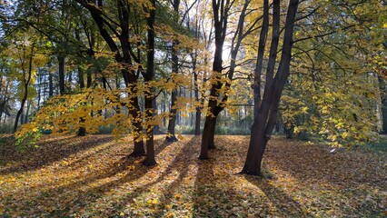Autumn scene with trees and fallen leaves, sunlight filtering through branches
