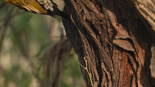 A Black-rumped Flameback in its classic vertical stance. This shot showcases the black rump that gives the species its name as it searches for insects