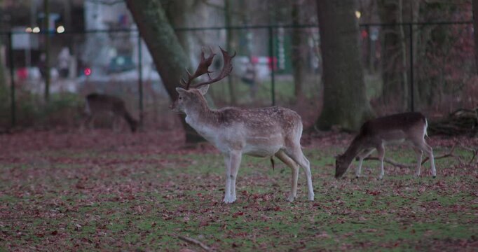 A deer bamby animal beast mammal with horns in the park woods trees and other animals grazing and walking around in the evening dark time