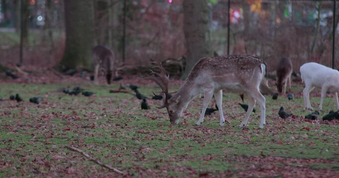 A deer bamby animal beast mammal with horns in the park woods trees and other animals and birds grazing and walking around in the evening dark time
