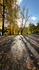 A serene park scene during autumn, showcasing vibrant yellow and orange leaves on trees, a sunlit path with long shadows, and a clear blue sky