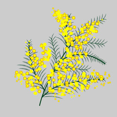 A decorative branch of mimosa with bright yellow fluffy flowers and thin green leaves.