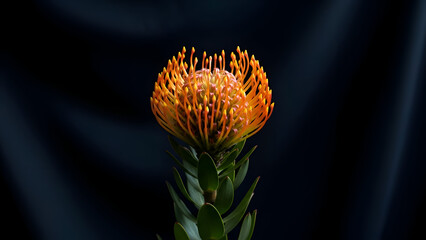 Single Leucospermum flower standing tall on dark background. Elegant minimal botanical portrait for art prints, posters, and interior decoration. Low key, full bloom 