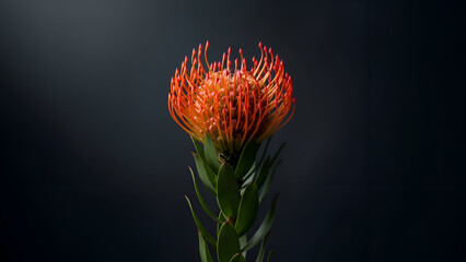 Single Leucospermum flower standing tall on dark background. Elegant minimal botanical portrait for art prints, posters, and interior decoration. Low key, full bloom 
