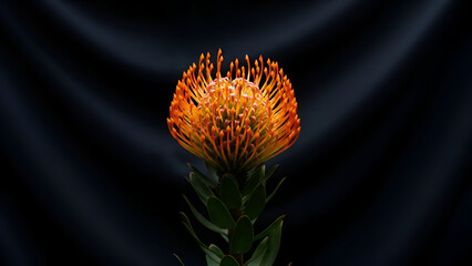 Single Leucospermum flower standing tall on dark background. Elegant minimal botanical portrait for art prints, posters, and interior decoration. Low key, full bloom 