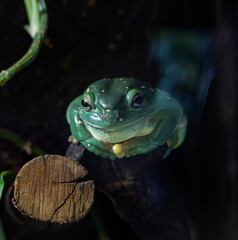 Close up of a small green tree frog