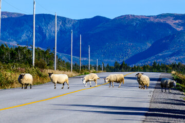Sheep crossing a rural road near Cow Head in Gros Morne National Park, Newfoundland. Flock walking along a paved highway with mountains in the background during fall.