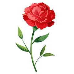 red carnation flower on white background