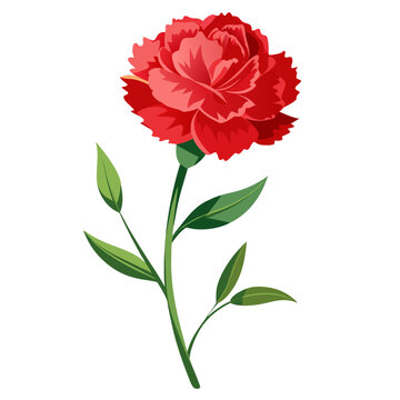 red carnation flower on white background