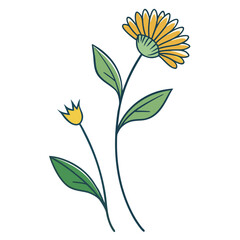 vector illustration of a hawkweed flower line art