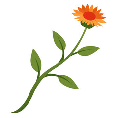 hawkweed flower isolated on white background