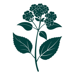 lantana flower silhouette with branch on white background