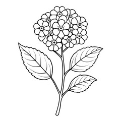 lantana flower line art with branch on white background