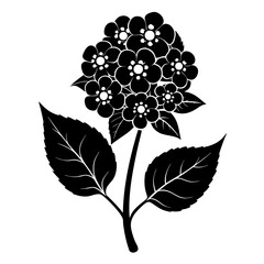 lantana flower silhouette with branch on white background