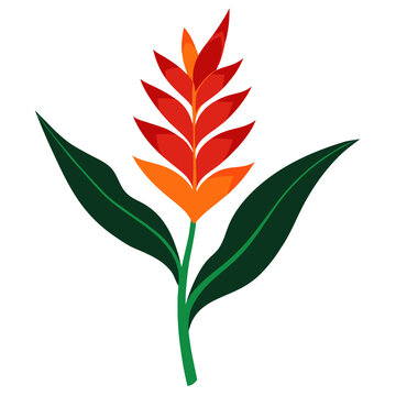  heliconia rostrata flower silhouette with branch on white background
