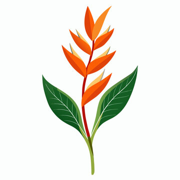  heliconia rostrata flower with branch on white background