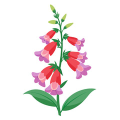 penstemon flower on white background
