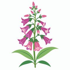 penstemon flower on white background
