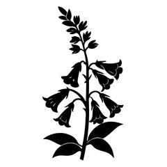 black and white flower