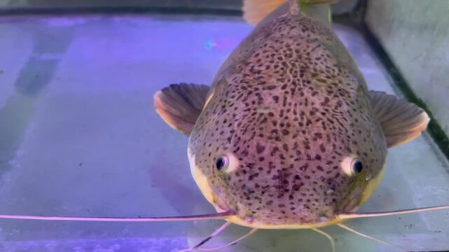 Close Up Head of Red Tail Catfish in Aquarium Focusing on Whiskers and Facial Details