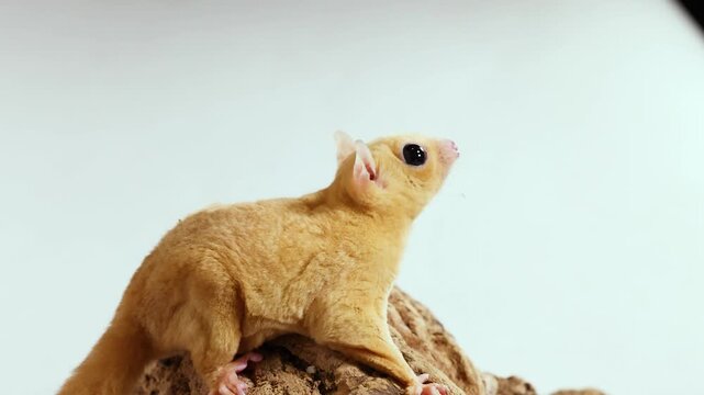 Sugar Glider Petaurus Breviceps Eating a Mealworm in a Studio Setting