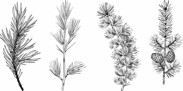 Detailed botanical illustration of various pine branches and a pinecone