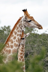 Obraz premium Two giraffe in their natural habitat hidden by green bushes. Wildlife observation and conservation in south african safari park.