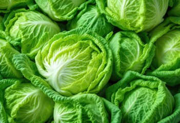 Fototapeta premium Many light green cabbages, tightly packed together
