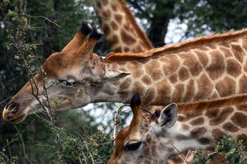 Giraffes eating leaves from a bush. Wildlife animal feeding close up in natural habitat. Safari travel and conservation