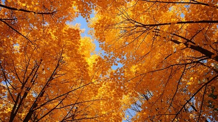 Vibrant autumn leaves against clear blue sky