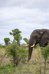 Fototapeta premium Elephant walking through natural habitat, embodying wildlife conservation and the beauty of African safari tourism