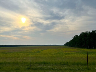Sun over field of yellow wildflowers