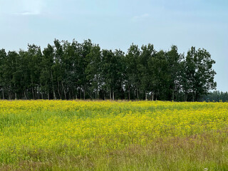 Yellow flowers in a field in Alaska