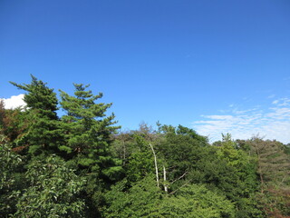 青空と森