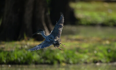 Grey heron flying low over the water with wings fully spread, captured in mid air