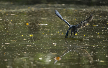 Grey heron diving toward the water with sharp focus