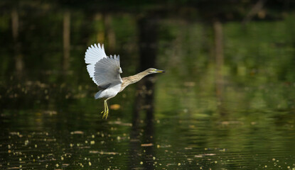 Pond heron flying low over calm water with wings fully spread, captured in natural light