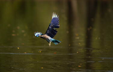 Colorful bird diving into the water to catch prey, wings spread wide showing vibrant blue feathers